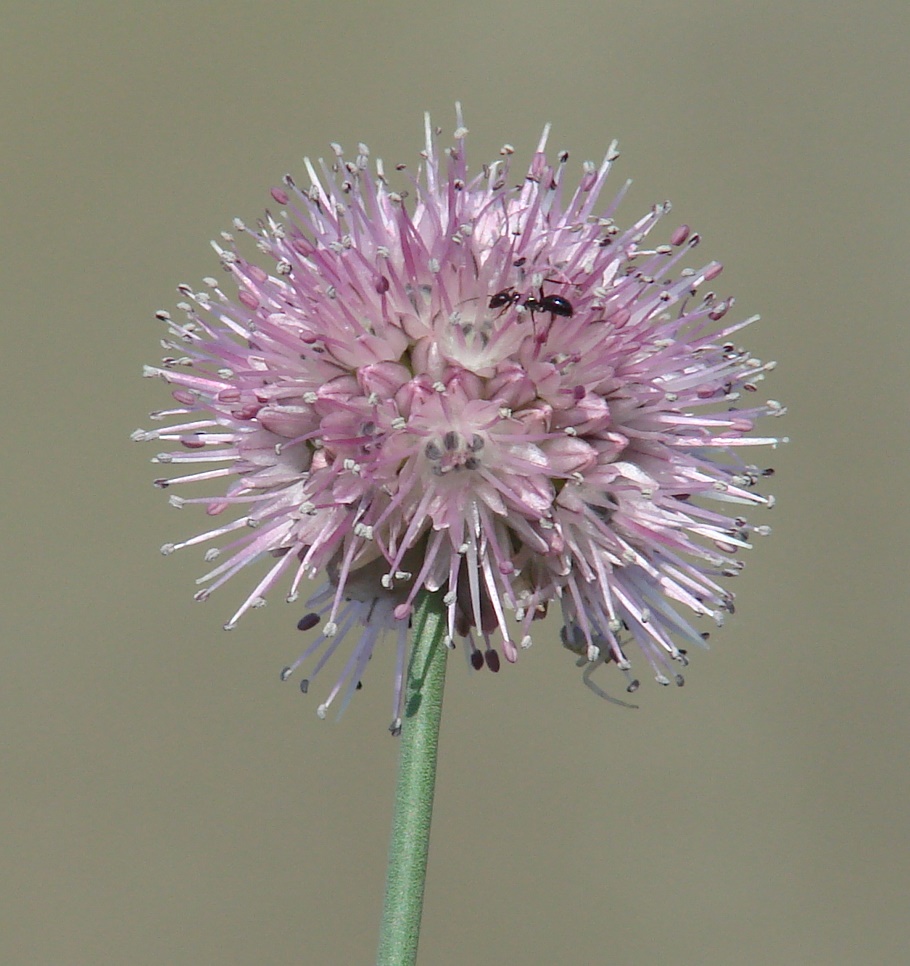 Изображение особи Allium splendens.