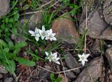 Ornithogalum balansae. Цветущие растения. Абхазия, Рицинский реликтовый национальный парк, гора Ацытаку, ≈ 2300 м н.у.м., каменистый склон. 11.07.2017.