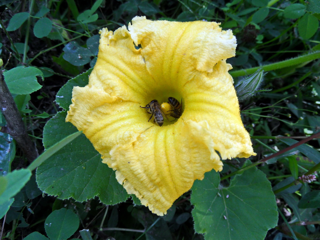 Image of Cucurbita maxima specimen.