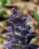 Ajuga pyramidalis. Верхушка соцветия. Беларусь, Минский р-н, остановочный пункт Зелёное, зарастающий луг у леса. 14.05.2017.