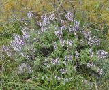 Salvia fruticosa