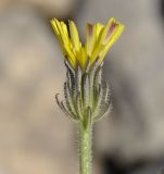 Picris pauciflora