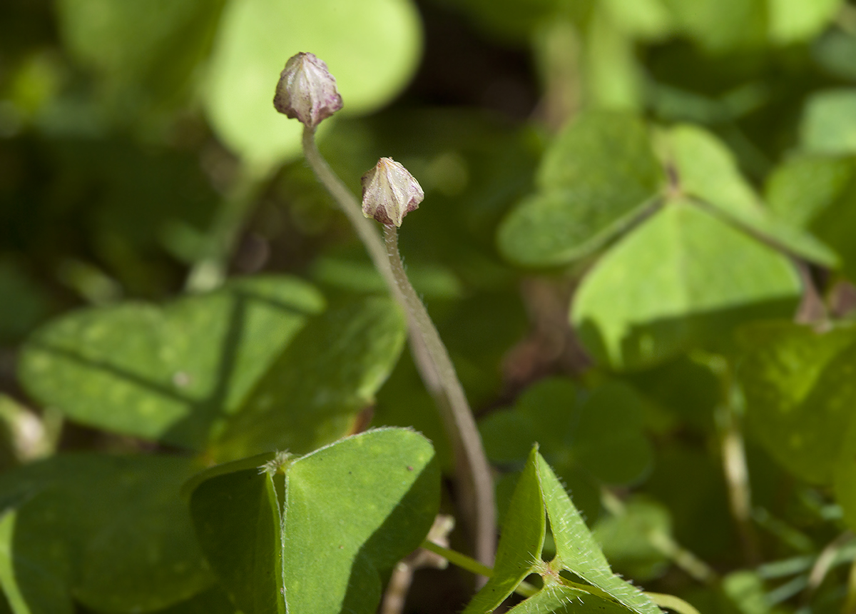 Изображение особи Oxalis acetosella.