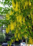 Laburnum alpinum