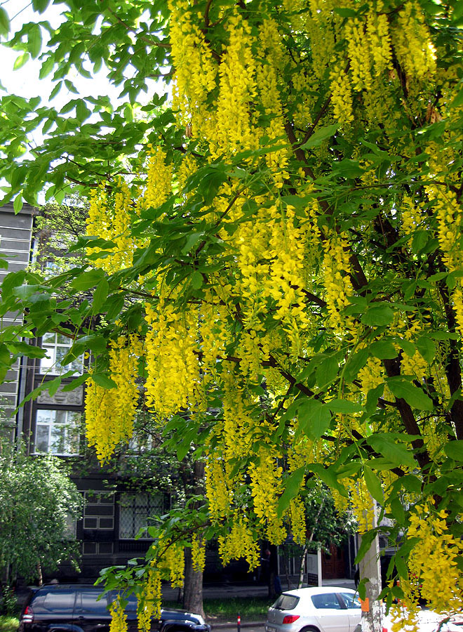 Image of Laburnum alpinum specimen.