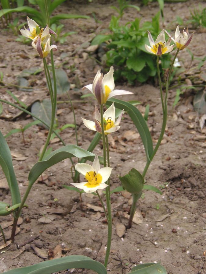 Image of Tulipa bifloriformis specimen.