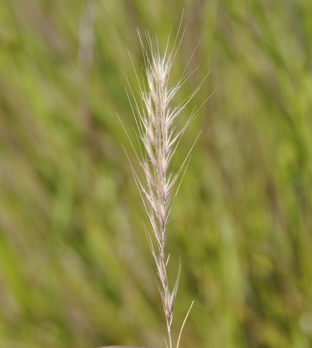 Image of Vulpia ciliata specimen.