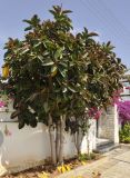 genus Ficus