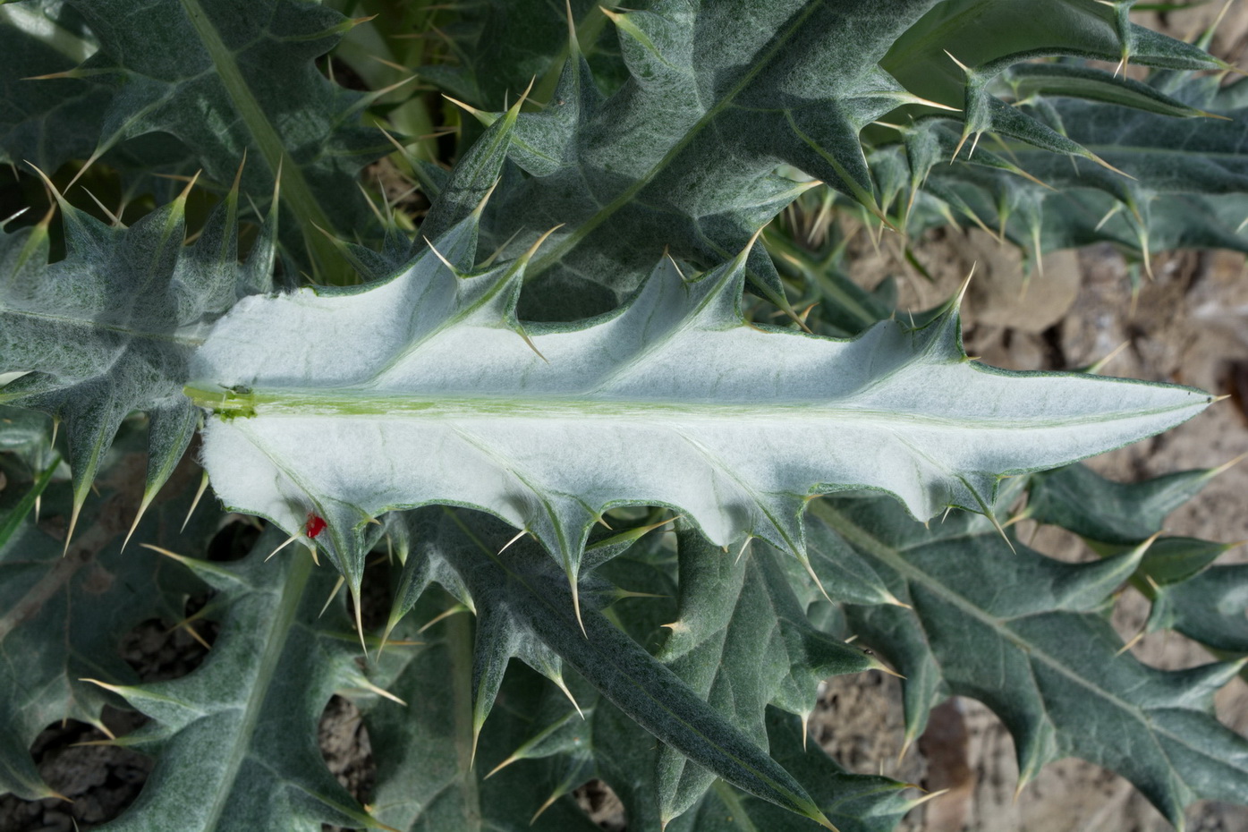 Image of genus Cirsium specimen.