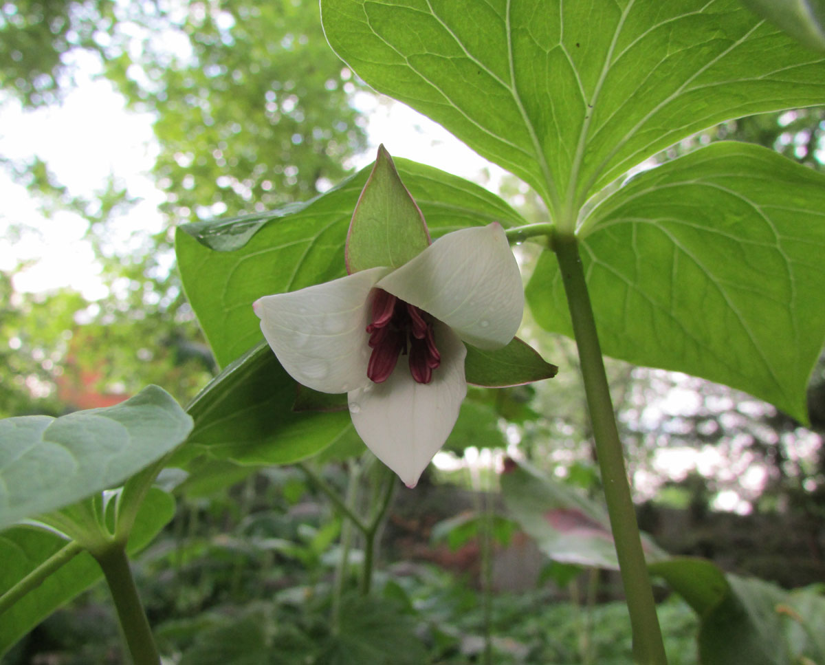 Image of Trillium rugelii specimen.