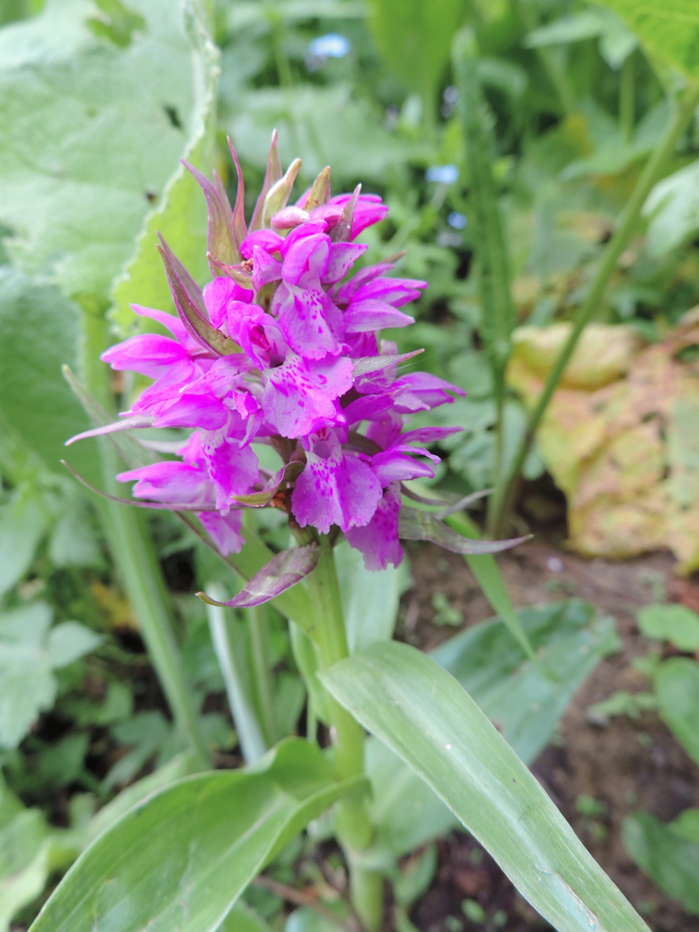 Image of Dactylorhiza euxina specimen.