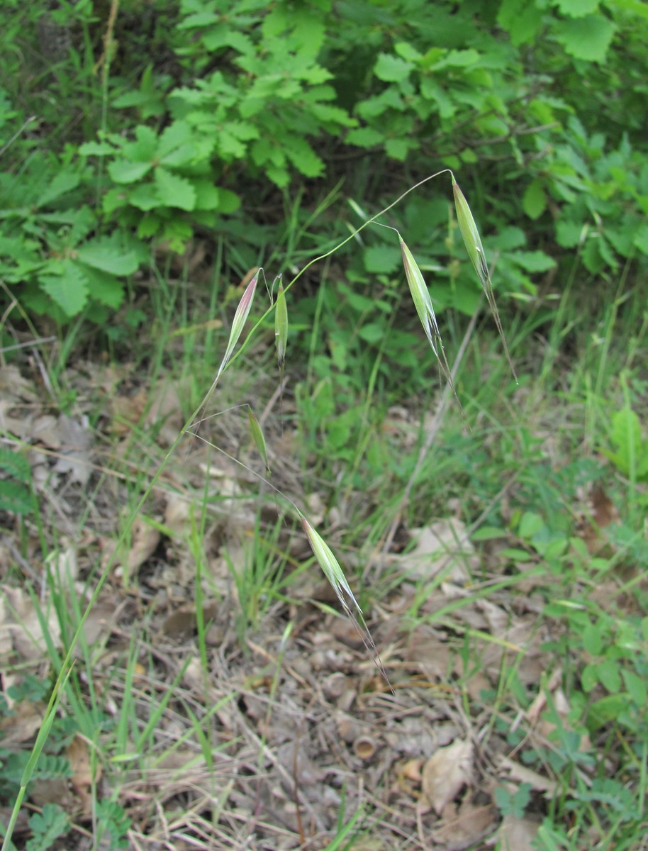 Image of Avena barbata specimen.