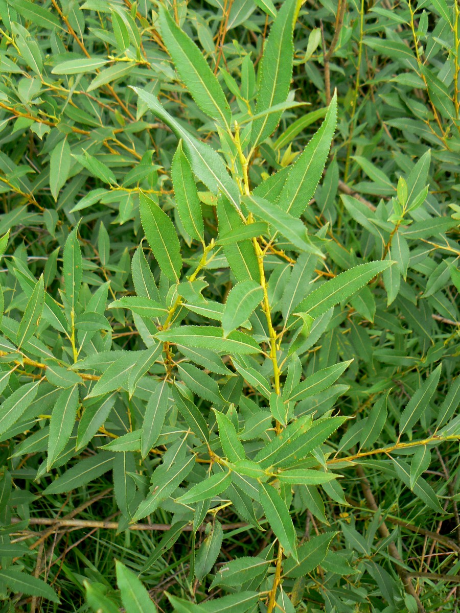 Image of Salix triandra specimen.