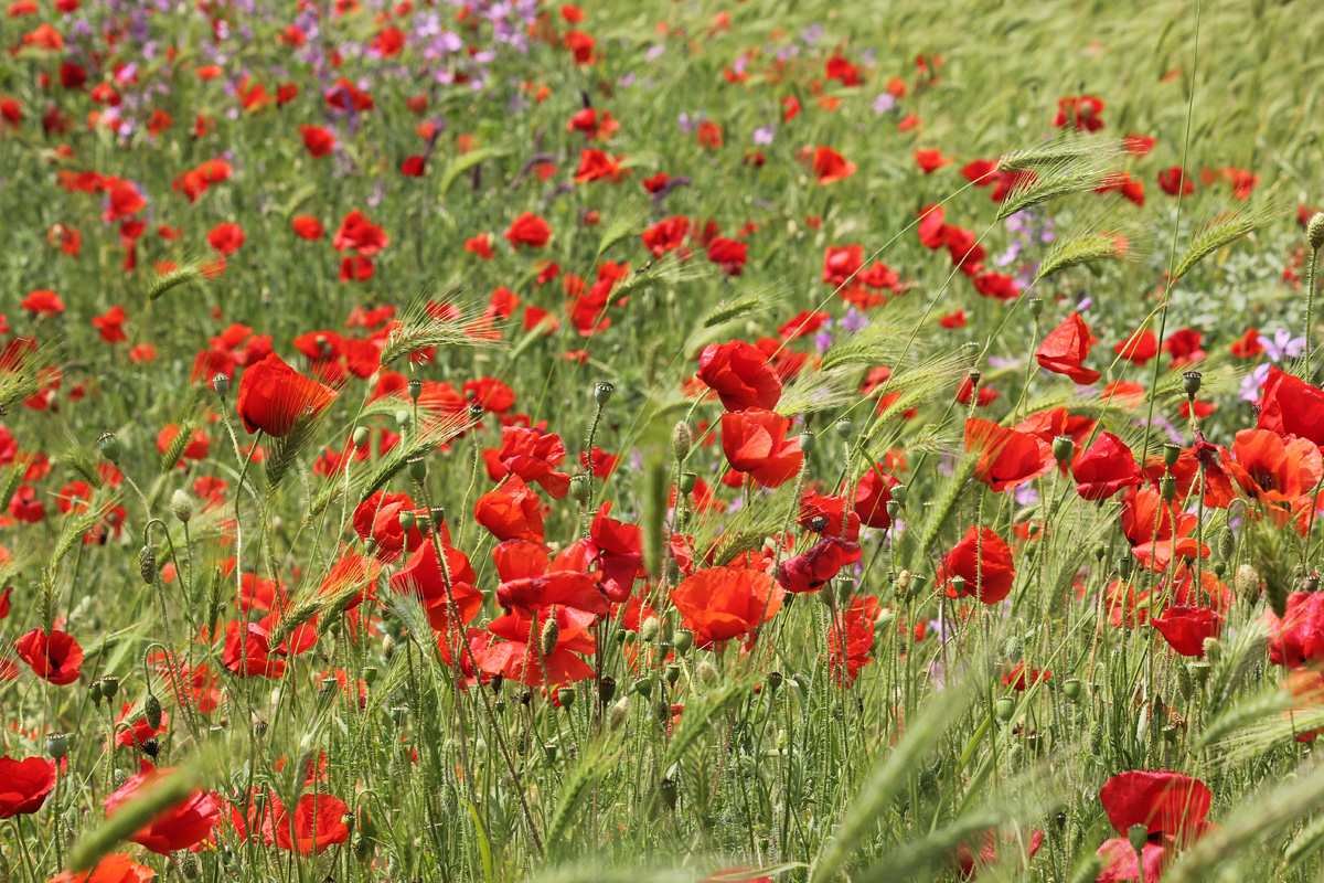 Image of Papaver rhoeas specimen.