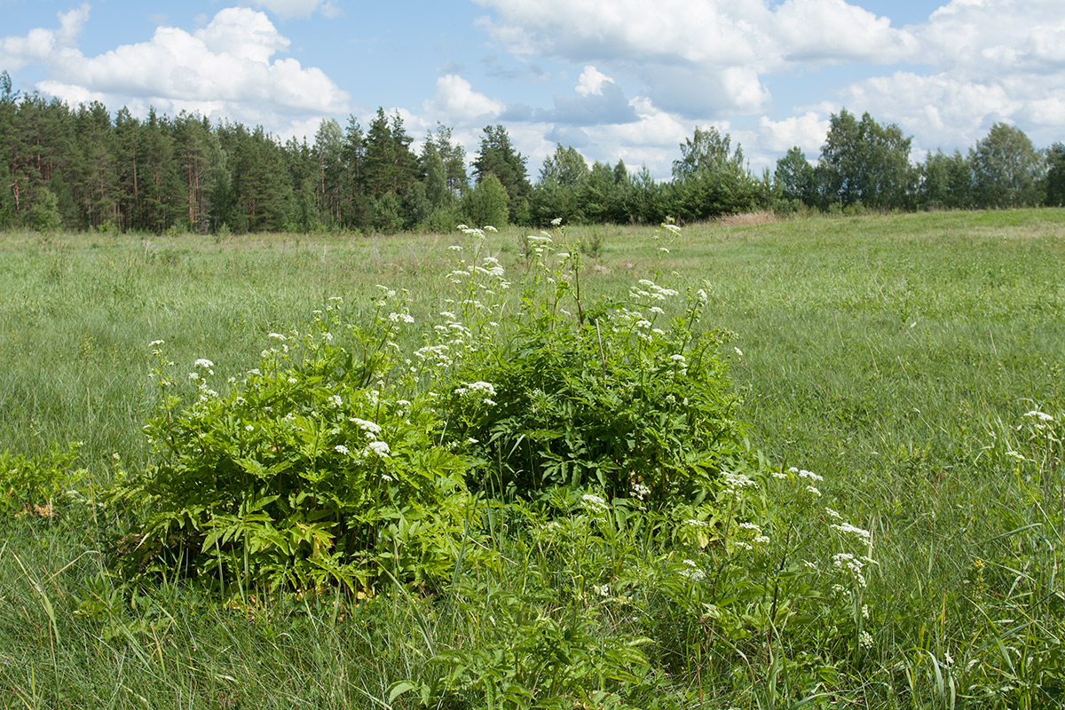 Image of Chaerophyllum aromaticum specimen.