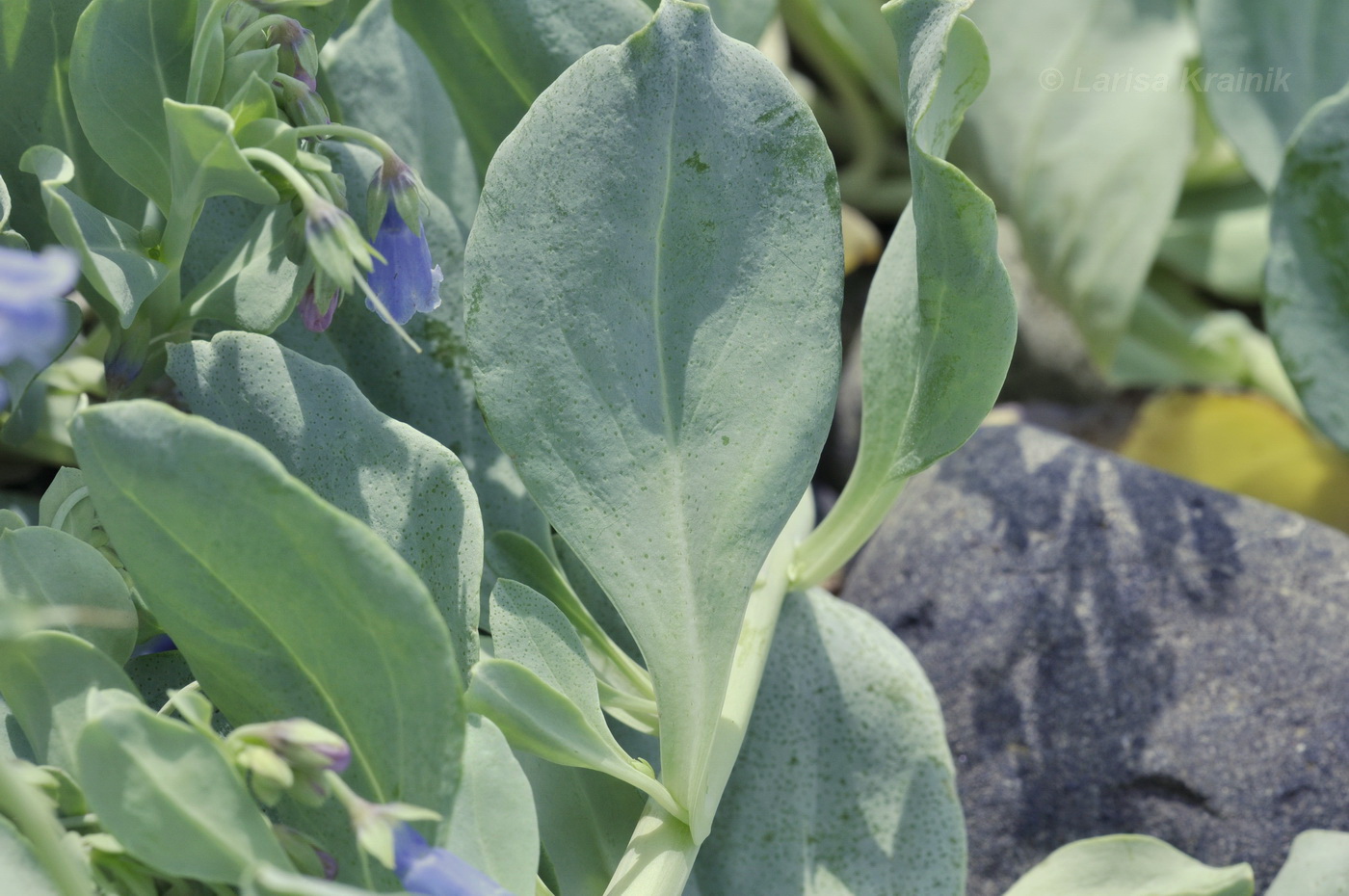 Изображение особи Mertensia maritima.