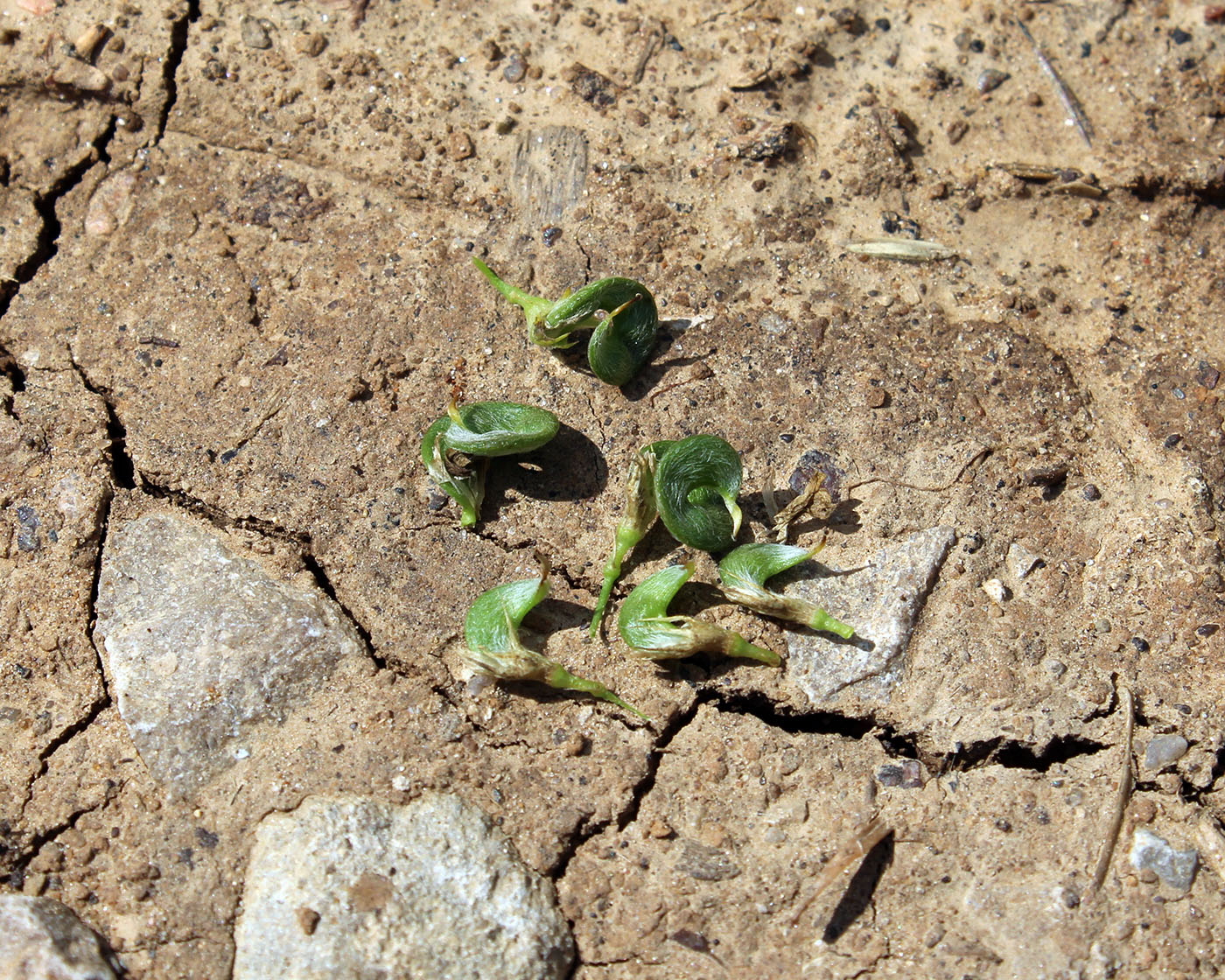 Image of Medicago &times; varia specimen.