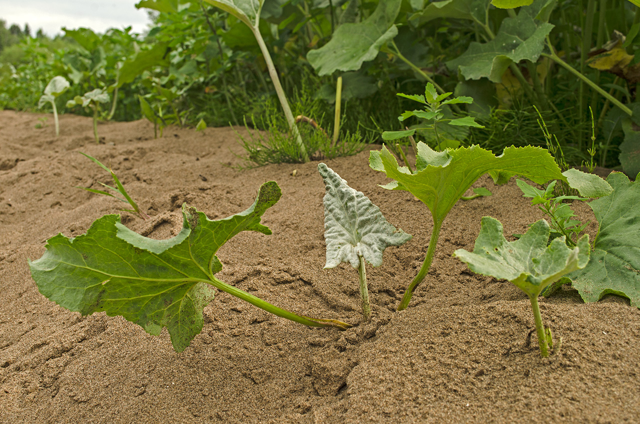 Изображение особи Petasites spurius.