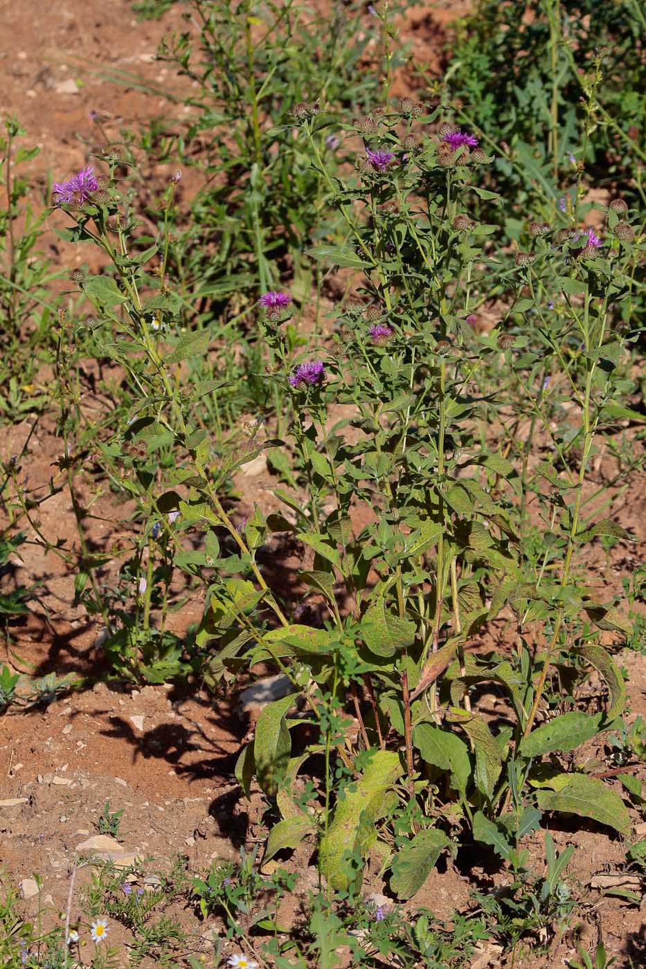 Image of Centaurea pseudophrygia specimen.