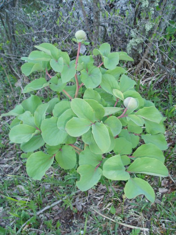 Image of Paeonia daurica specimen.