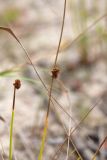 Juncus conglomeratus