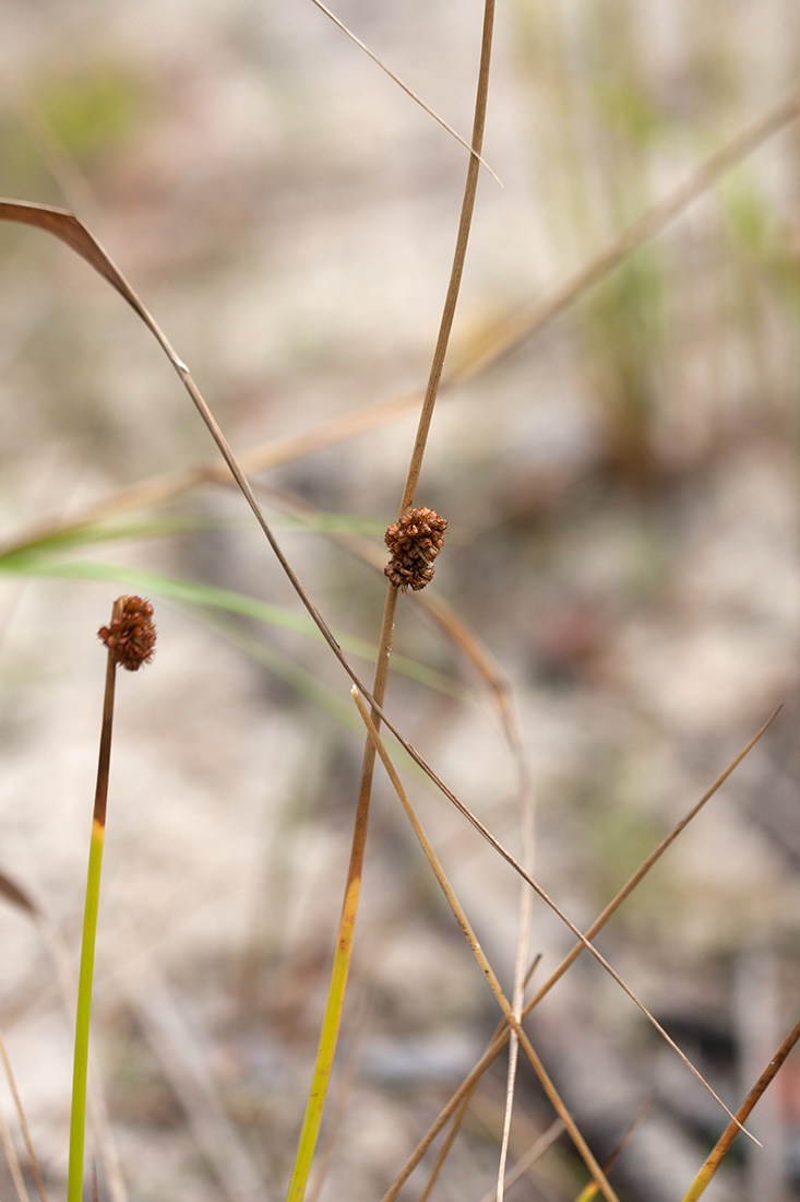 Изображение особи Juncus conglomeratus.