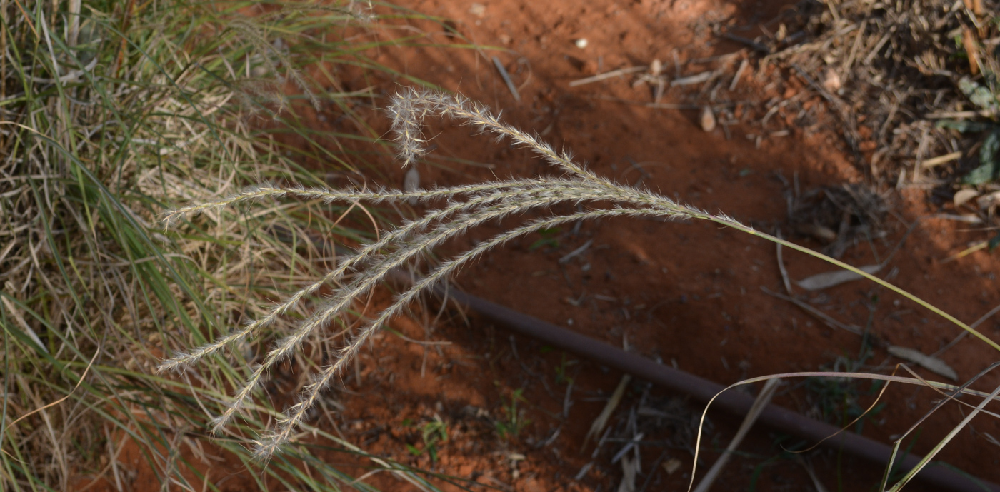 Изображение особи род Miscanthus.