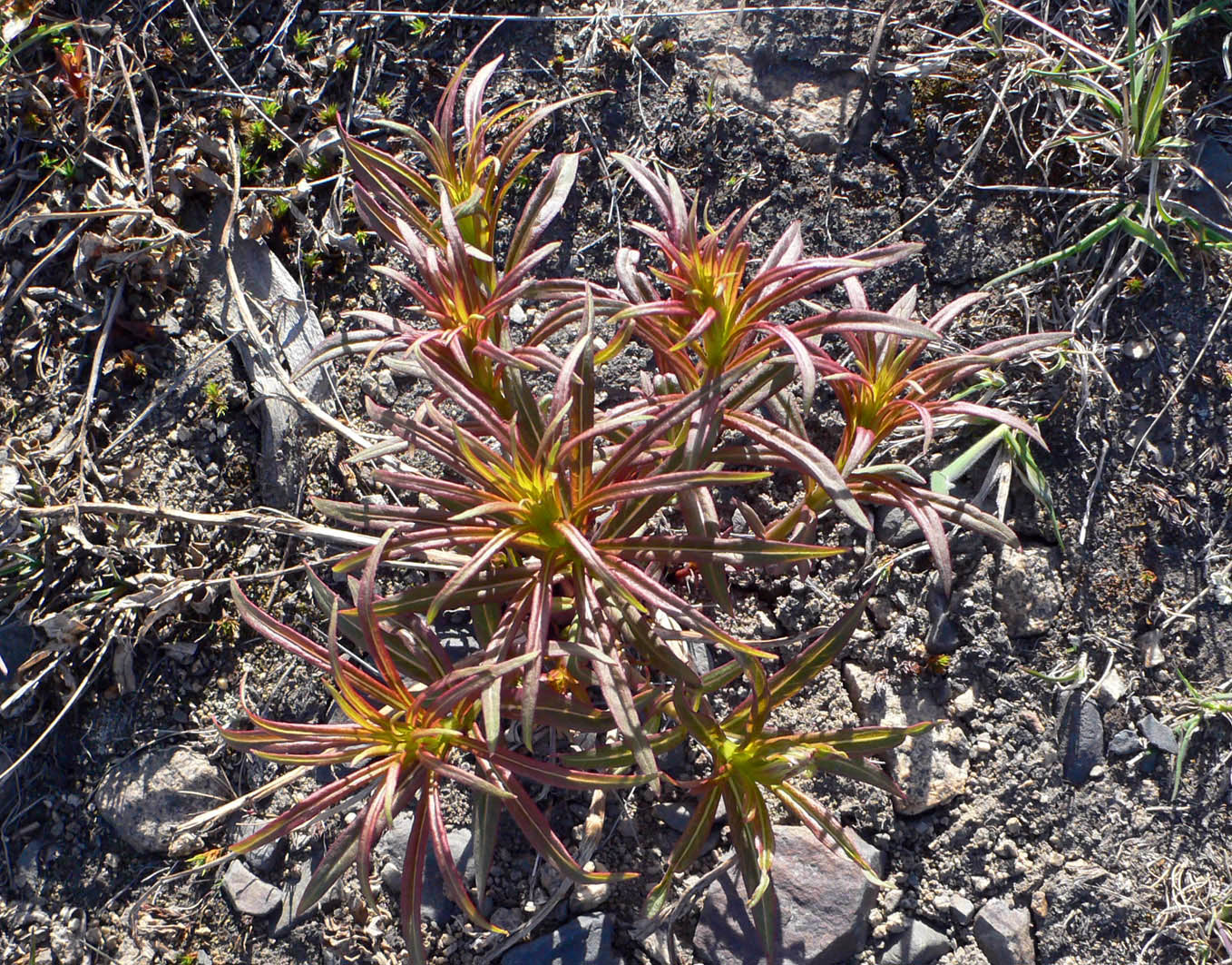 Image of Chamaenerion angustifolium specimen.