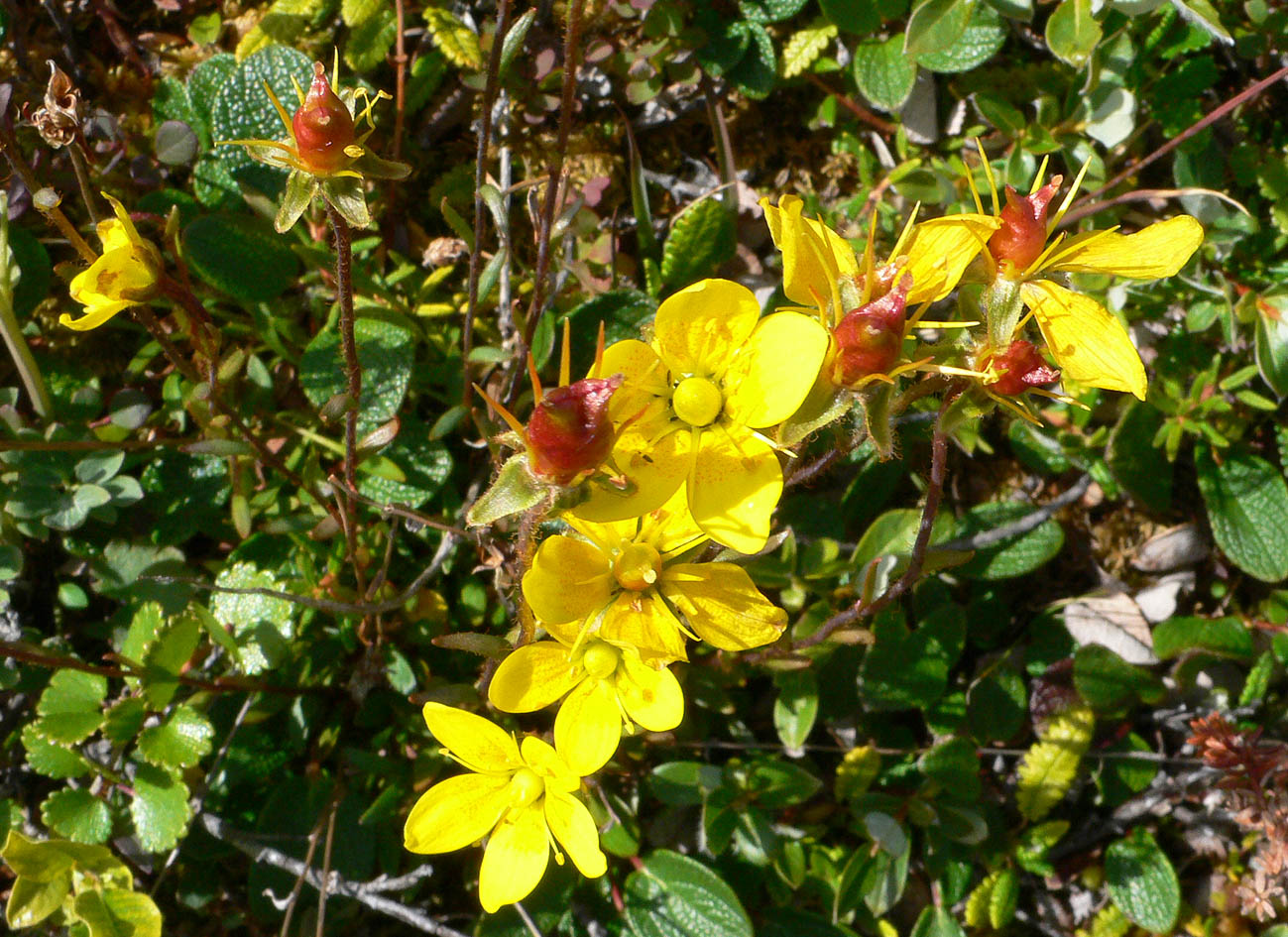 Изображение особи Saxifraga hirculus.