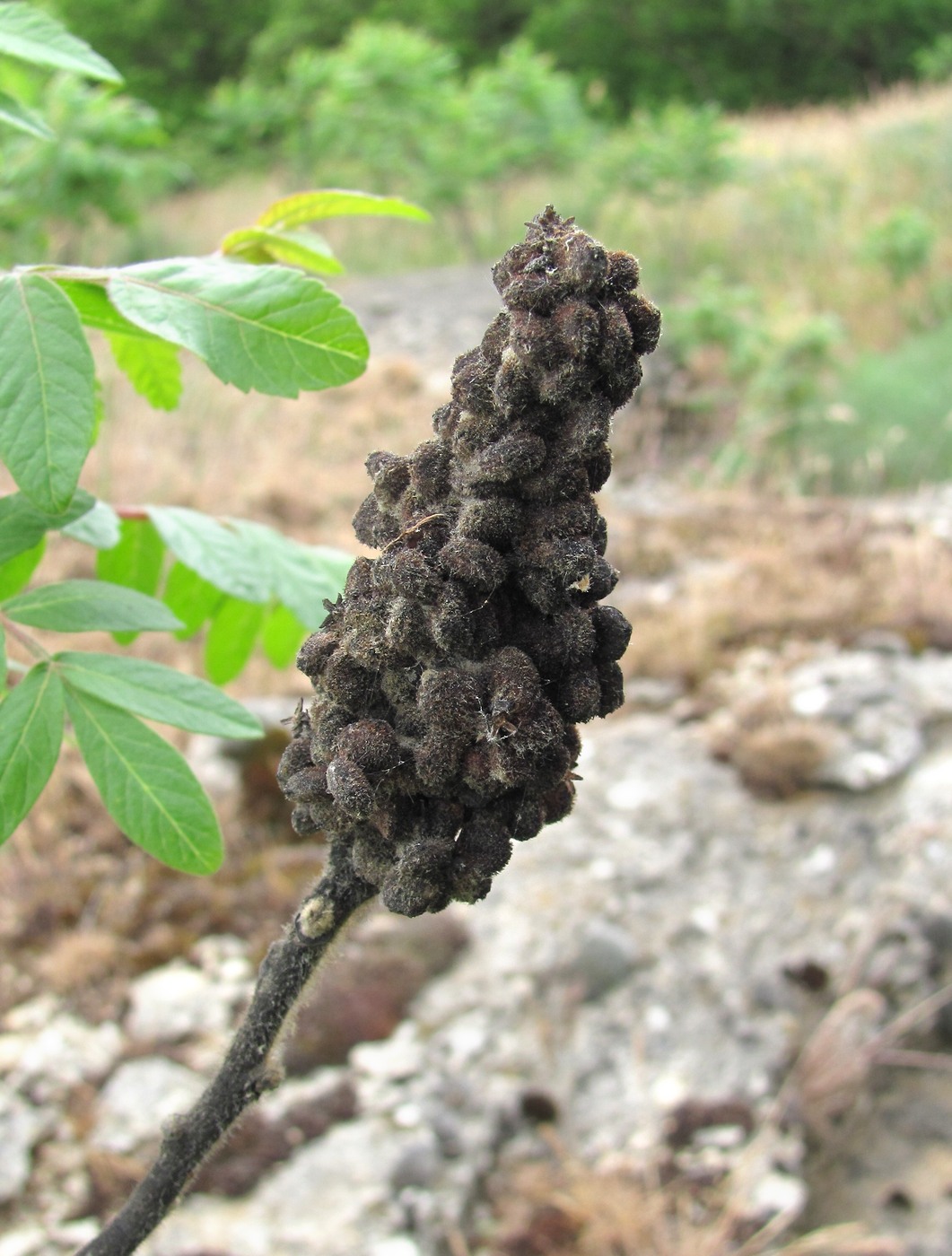 Изображение особи Rhus coriaria.