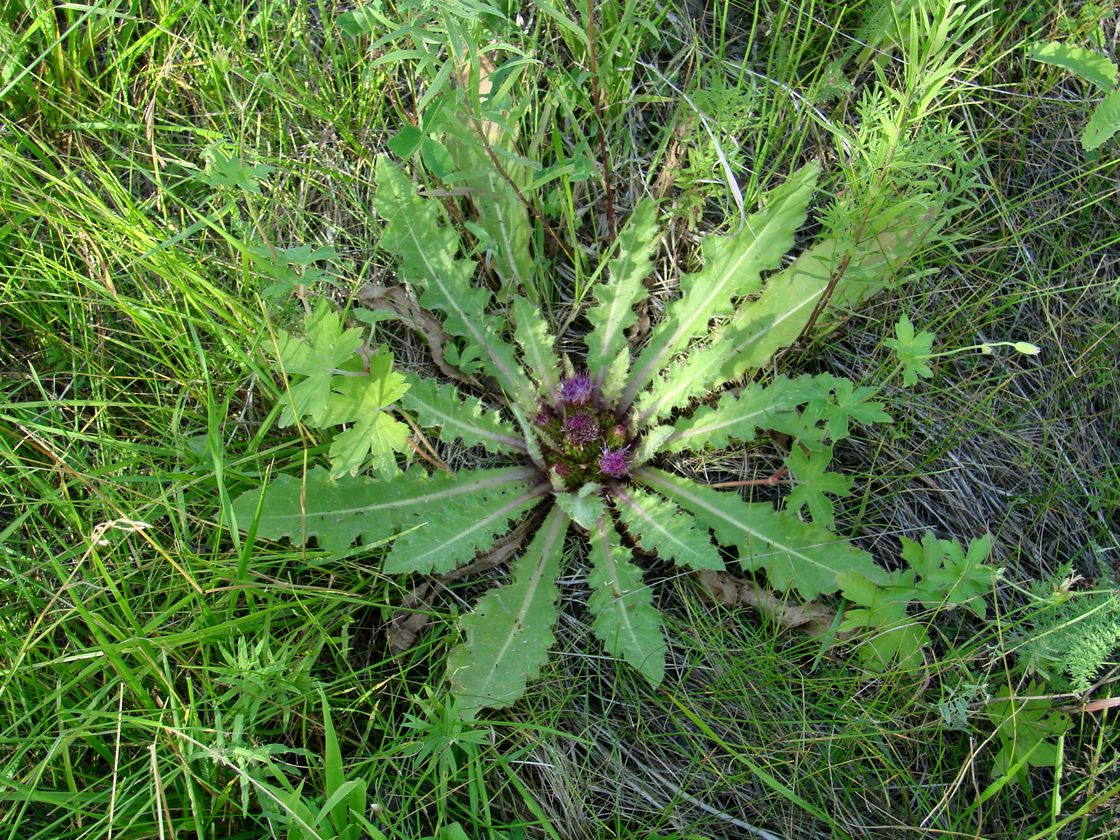 Изображение особи Cirsium esculentum.