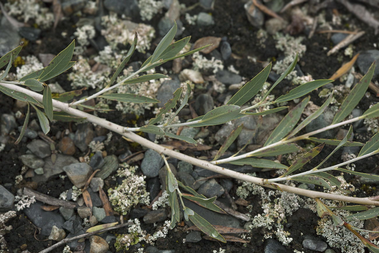 Image of Salix ledebouriana specimen.