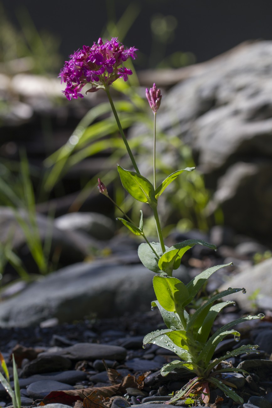 Image of Silene compacta specimen.