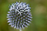 Echinops sphaerocephalus. Соцветие. Карачаево-Черкесия, Зеленчукский р-н, окр. пос. Архыз, ур. Лунная Поляна, хребет Абишира-Ахуба, ≈ 1790 м н.у.м., каменистый берег ручья. 29.07.2018.