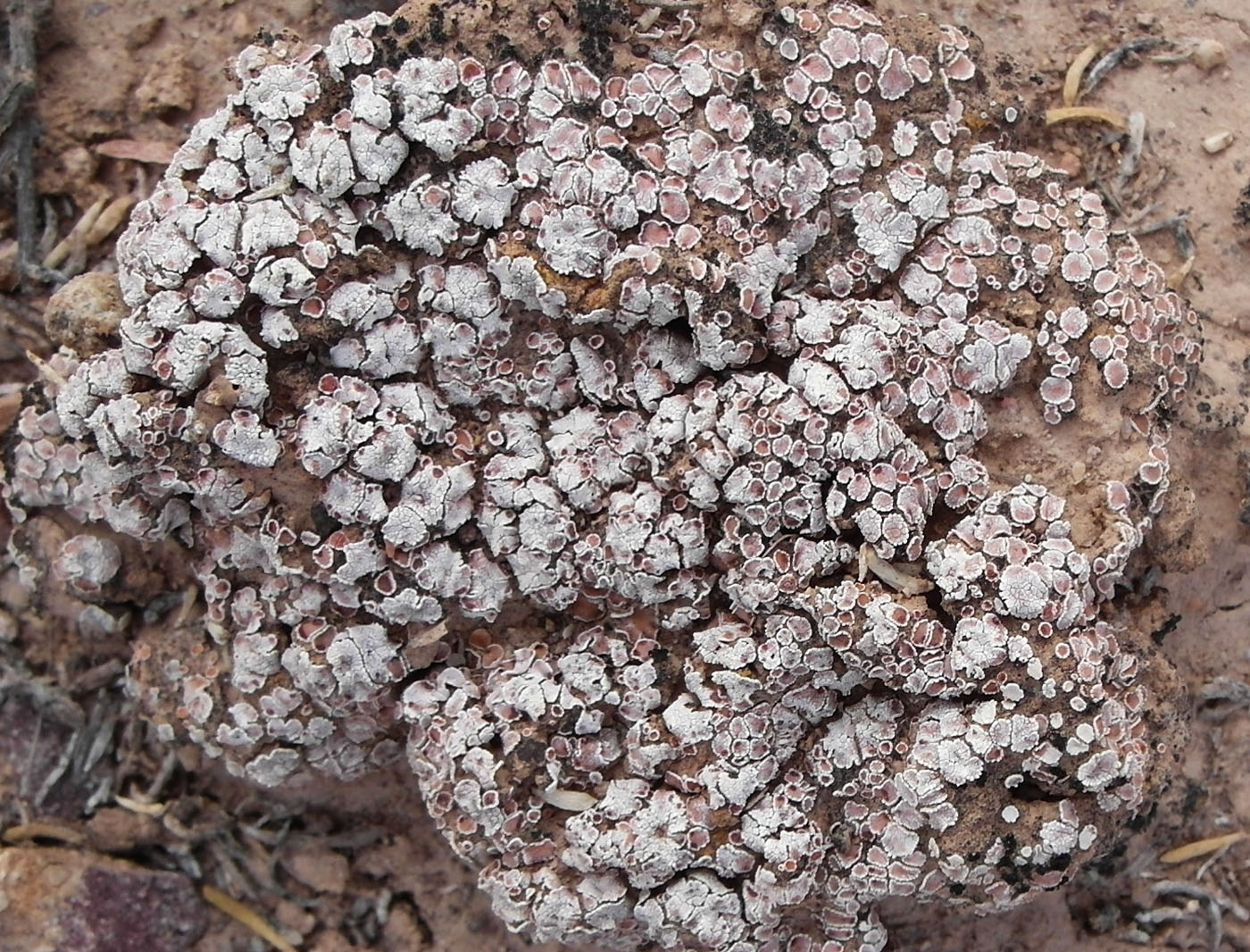 Image of Psora decipiens specimen.