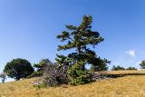 genus Pinus. Взрослое дерево. Крым, гора Ай-Илия, лесостепь. 26.09.2018.
