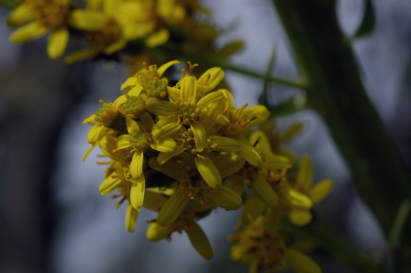 Image of Ligularia heterophylla specimen.