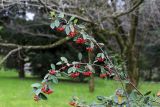 Cotoneaster glaucophyllus разновидность serotinus. Верхушки побегов с соплодиями. Черноморское побережье Кавказа, г. Сочи, Дендрарий, в культуре. 05.04.2013.