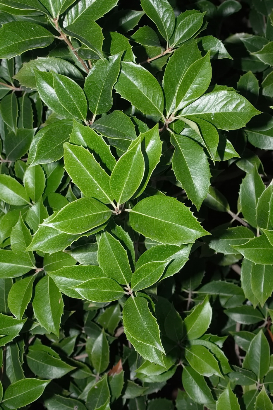 Image of Osmanthus &times; fortunei specimen.