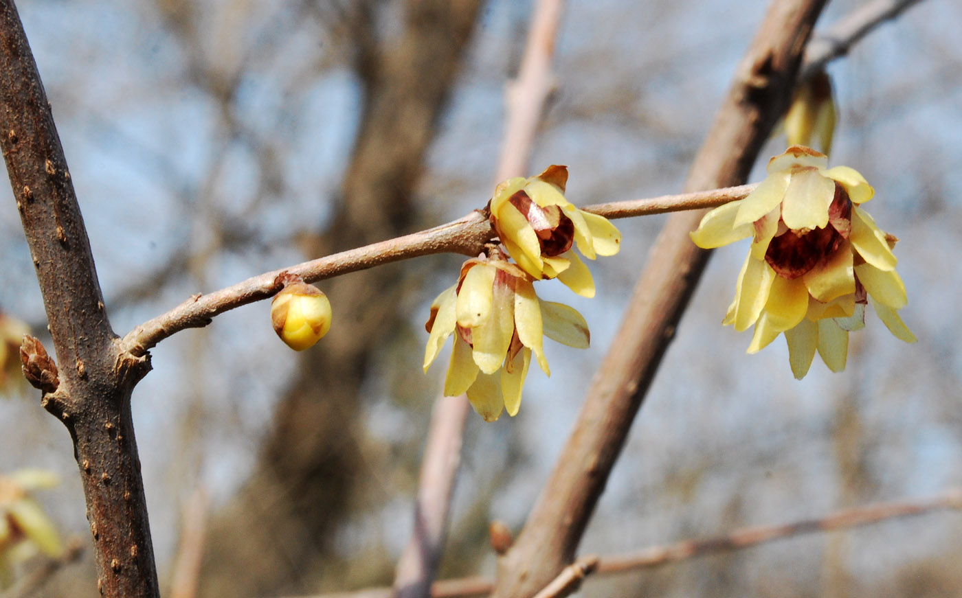 Image of Chimonanthus praecox specimen.