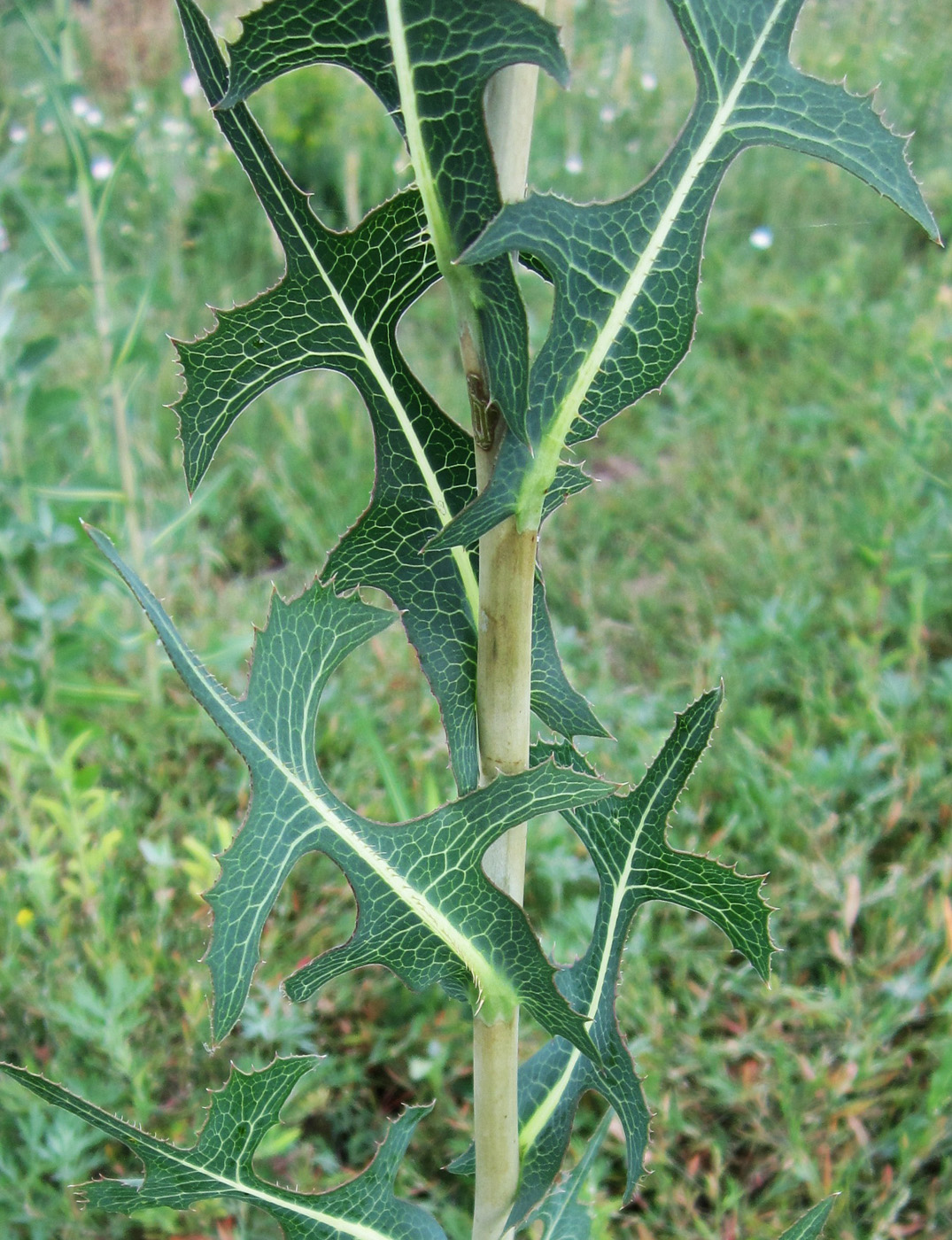 Image of Lactuca serriola specimen.