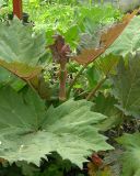 Rheum palmatum