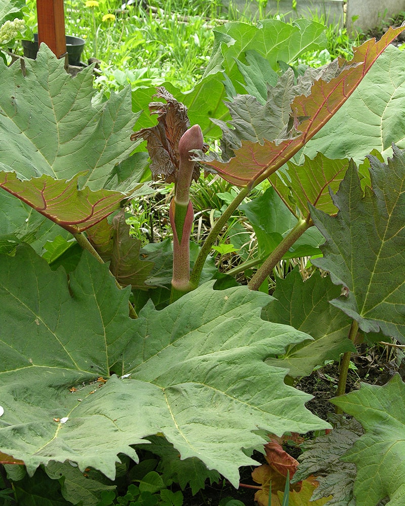 Изображение особи Rheum palmatum.