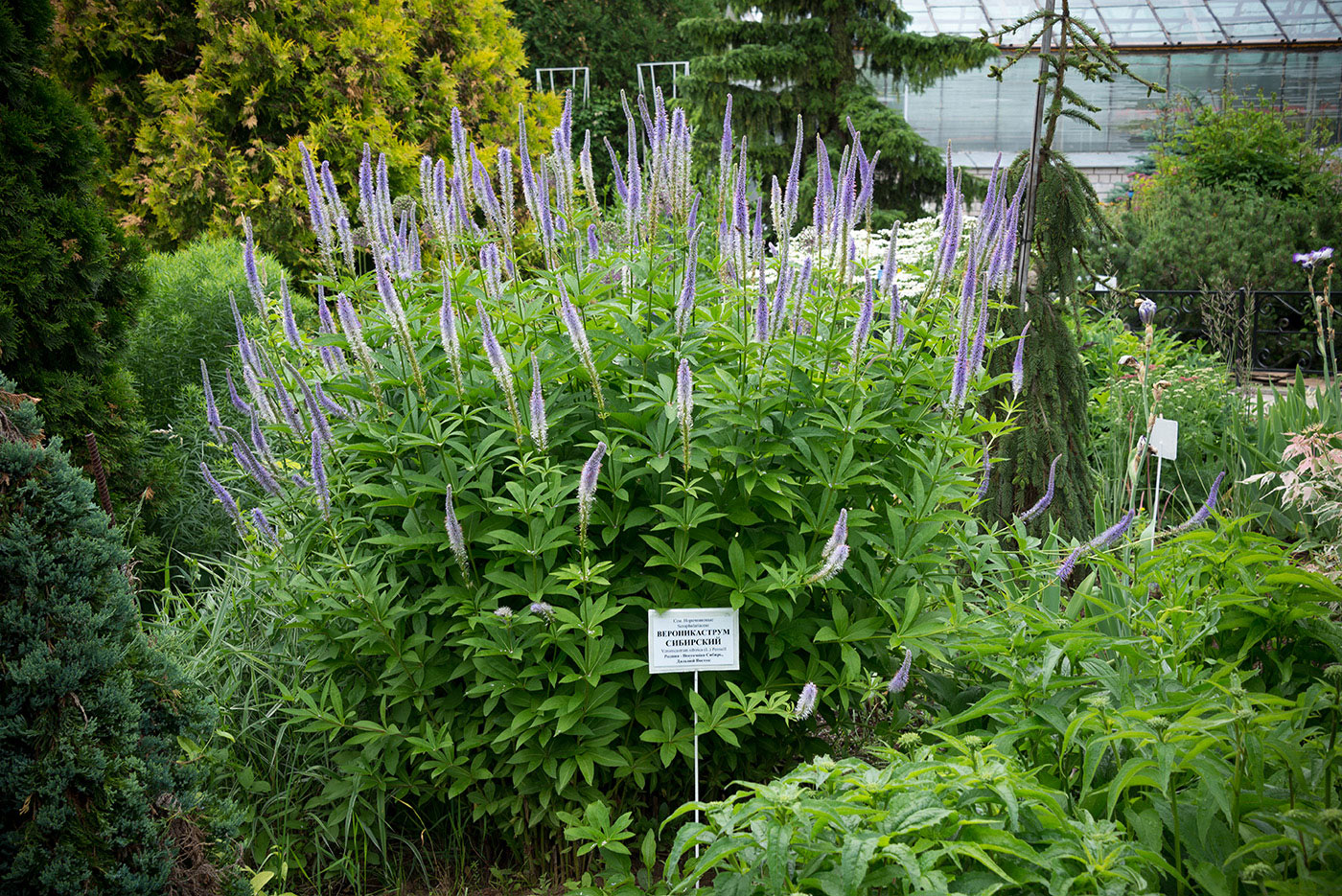 Изображение особи Veronicastrum sibiricum.