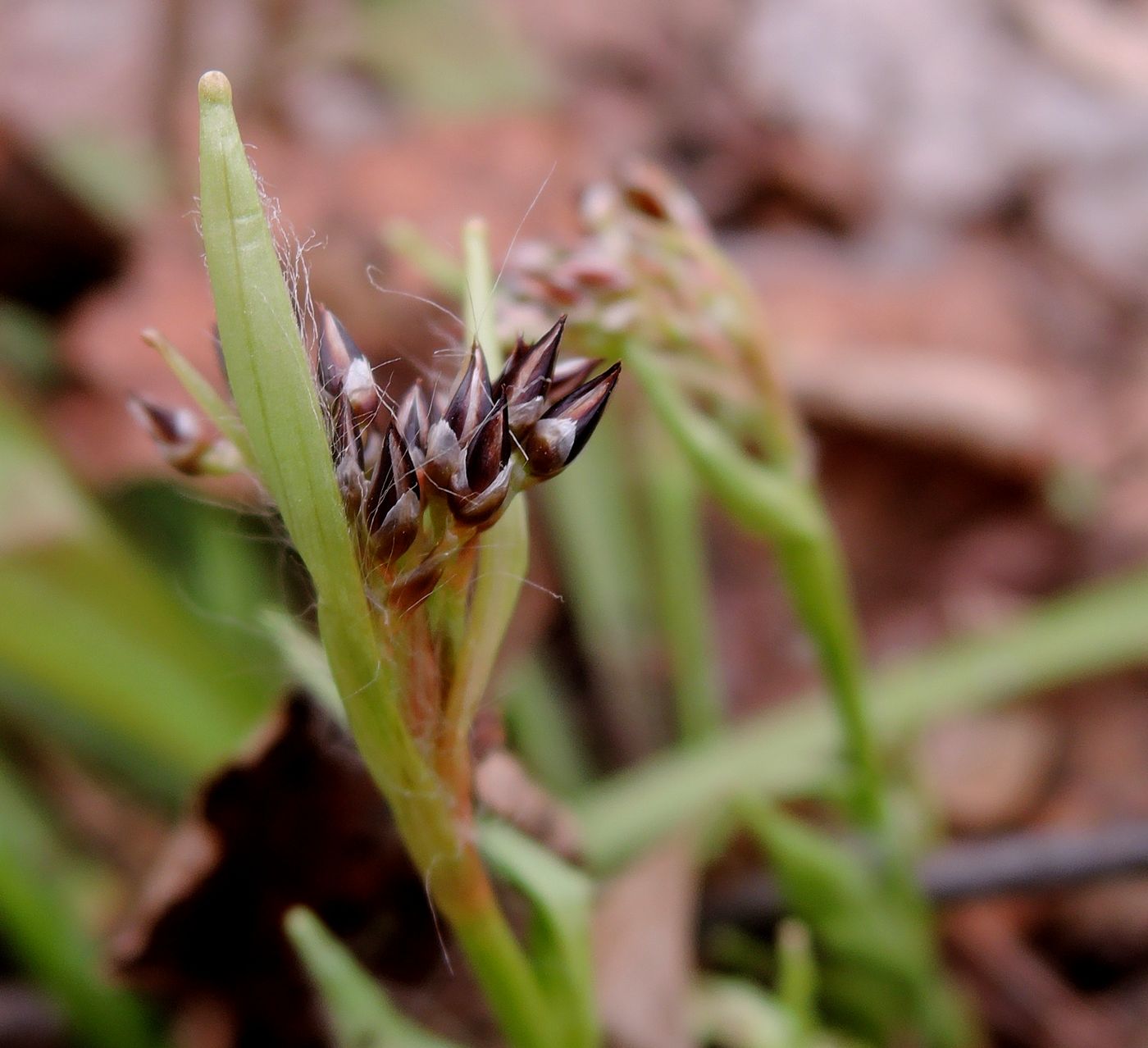 Image of Luzula pilosa specimen.