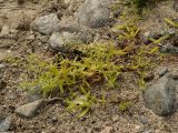 Stellaria calycantha