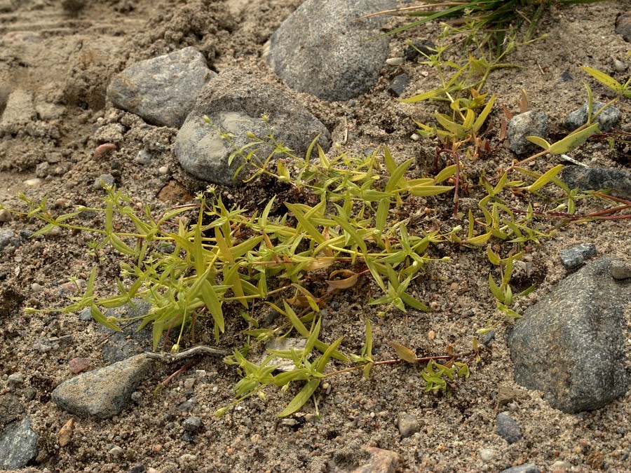 Изображение особи Stellaria calycantha.