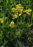 Primula veris