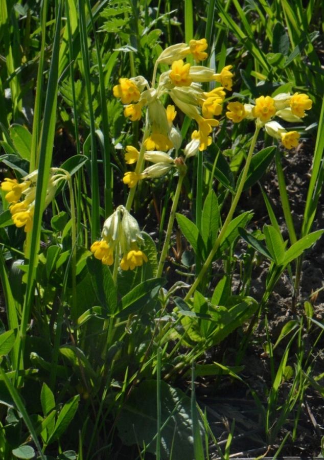 Изображение особи Primula veris.