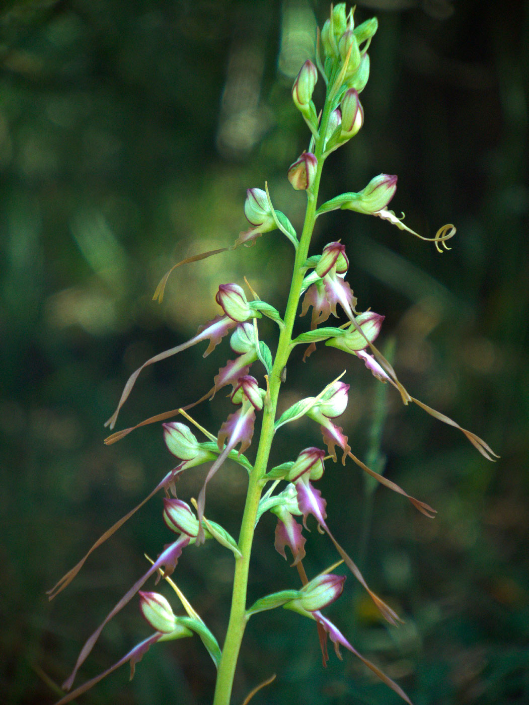 Image of Himantoglossum caprinum specimen.